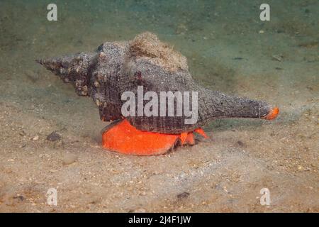 Horse Conch, Pleuroploca gigantea, Florida, USA, on beach with waves