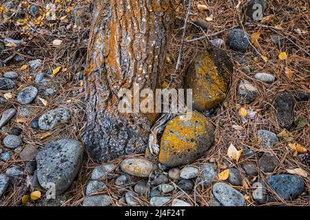 A detail view of the base of a tree and the rocks and pine needles around it's base, Eastern Washington Cascades, USA. Stock Photo