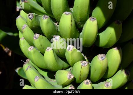 A bunch of unripe Canarian bananas growing on tree on a farm, or finca, in the area of Los Realejos, on the island of Tenerife, Canary Islands, Spain. Stock Photo