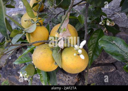 A grove of Spanish citrus oranges growing on trees on a farm in the area of Los Realejos, on the island of Tenerife, Canary Islands, Spain. Stock Photo