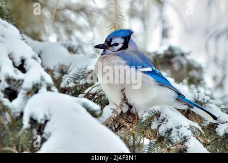 An Eastern Blue Jay (Cyanocitta cristata) perched on a snow covered spruce tree branch in rural Alberta Canada. Stock Photo