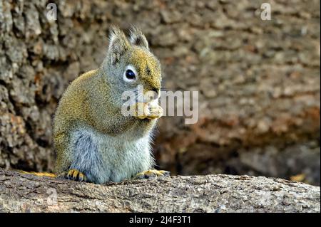 A red squirrel "Tamiasciurus hudsonicus" sitting on a tree root. Stock Photo