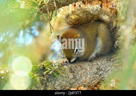 A young Red Squirrel "Tamiasciurus hudsonicus", taking a nap on a spruce tree branch Stock Photo