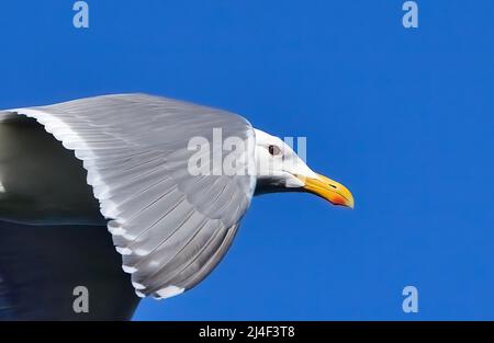 A close up image of a Glaucous-winged gull 'Larus glaucescens', flying against a blue sky Stock Photo