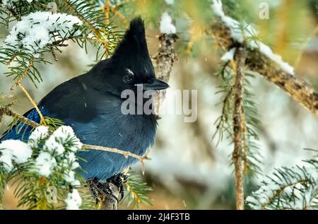 A Steller's Jay (Cyanocitta stelleri), bird, perched in a spruce tree with snow covered branches in his rural Alberta habitat Stock Photo