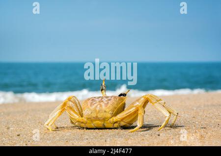 crab running across the sand on the beach Goa India Stock Photo