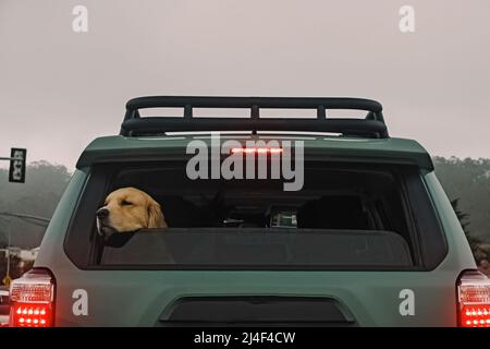 Sad dog looking out from the back window of the car while driving on the road Stock Photo