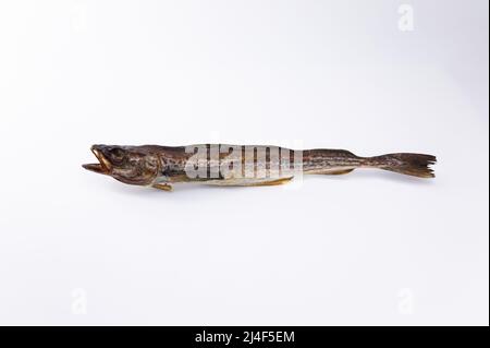 1 dried pollack on a white background Stock Photo
