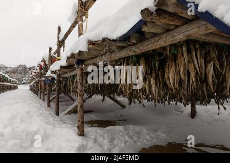 Korean winter dried pollack. The white snow-covered landscape of Hwangtae-deokjang. Stock Photo