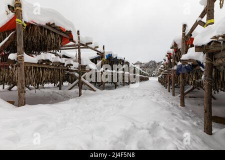 Korean winter dried pollack. The white snow-covered landscape of Hwangtae-deokjang. Stock Photo