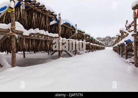 Korean winter dried pollack. The white snow-covered landscape of Hwangtae-deokjang. Stock Photo