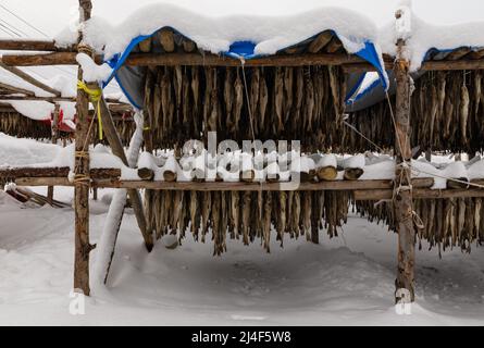 Korean winter dried pollack. The white snow-covered landscape of Hwangtae-deokjang. Stock Photo