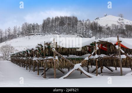 Korean winter dried pollack. The white snow-covered landscape of Hwangtae-deokjang. Stock Photo