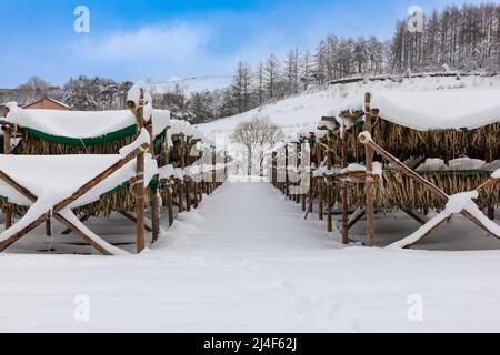 Korean winter dried pollack. The white snow-covered landscape of Hwangtae-deokjang. Stock Photo