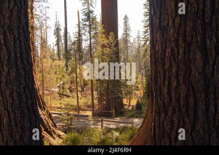 Autumnal landscape from Yosemite National Park, California, United ...