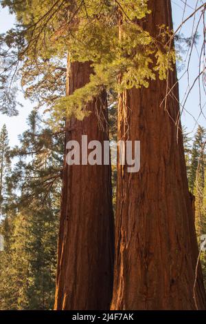 Autumnal landscape from Yosemite National Park, California, United ...