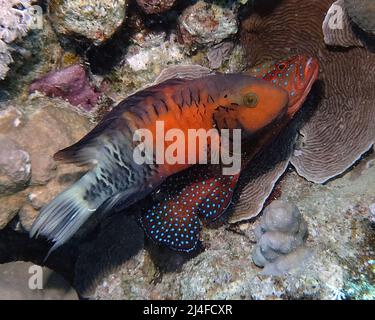 A Red Breasted Wrasse (Cheilinus fasciatus) in the Red Sea, Egypt Stock Photo