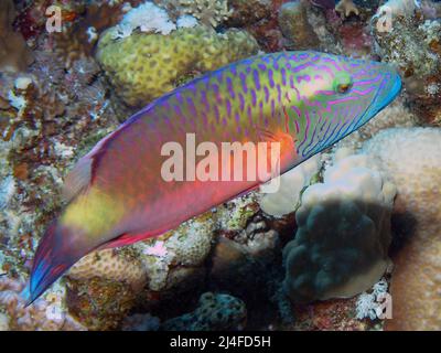 A Cheeklined Splendour Wrasse (Oxycheilinus digramma) in the Red Sea, Egypt Stock Photo