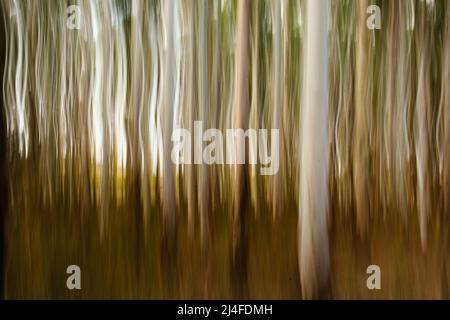 ghost gum plantation vertical blur Stock Photo