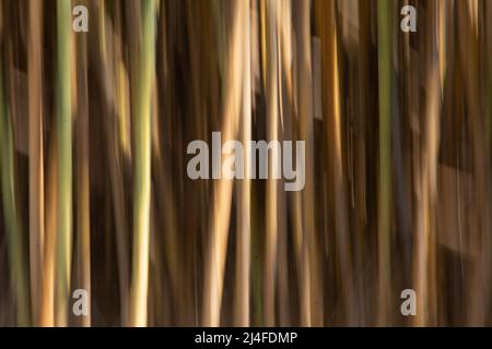 bamboo movement blur Stock Photo