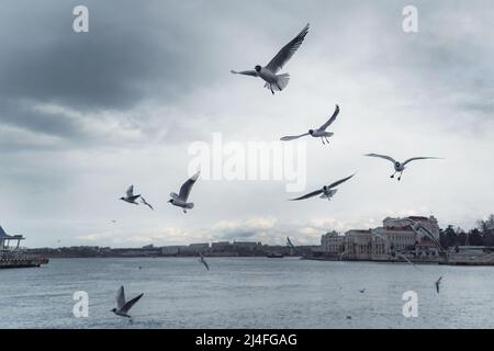 Seagulls flying in the cloudy sky Stock Photo