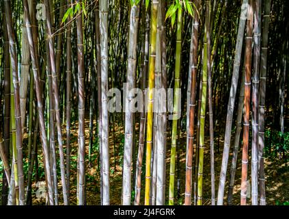 Bush of Black bamboo (Phyllostachys nigra) Stock Photo