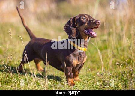 Sunshine store dapple dachshund