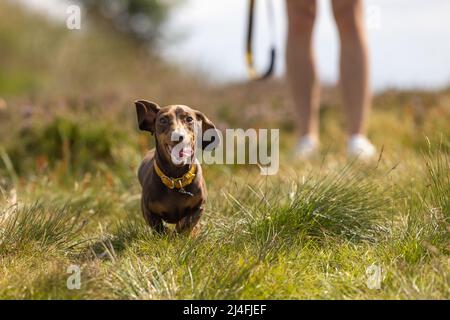 Miniature Dachshund running in the grass Stock Photo