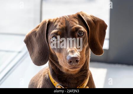 Miniature Dachshund looking at the camera Stock Photo