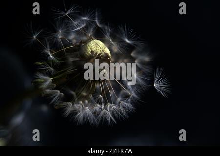 Close-up of a dandelion seedhead, partially blown by the wind isolated on black Stock Photo