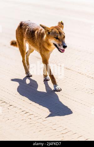 Dingo (Canis lupus dingo) adult male, on Seventy Five Mile Beach, Fraser Island, Queensland, Australia Stock Photo