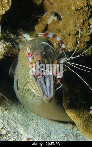 Banded Coral Shrimp (Stenopus hispidus) cleans the mouth of a Giant moray (Gymnothorax javanicus), cleaning station, North Male Atoll, Maldives Stock Photo