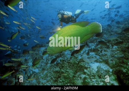 Scuba diver and Napoleon Wrasse (Cheilinus undulatus), Ari Atoll, Maldives, Indian ocean, Asia Stock Photo