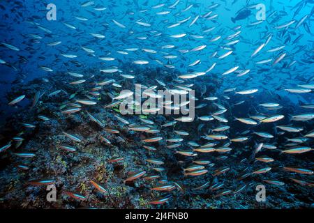 A schooling Dark-banded fusilier, Neon fusilier (Pterocaesio tile) swimming over a coral reef, Ari Atoll, Maldives, Indian Ocean, Asia Stock Photo