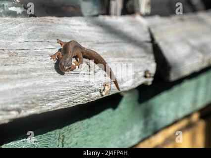 A beautiful brown lizard basks in the sun. Lies on a gray stone Stock Photo