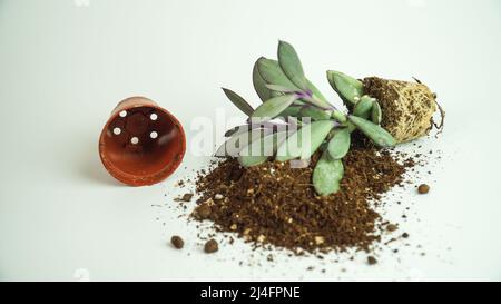 Succulent plant in soil and tiny flowerpot on a white background. Tiny gardening idea isolated. Stock Photo