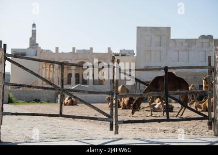 Doha ,Qatar-April 22,2022:  Camel at Al Wakrah Market in Doha, the capital of Qatar. Stock Photo