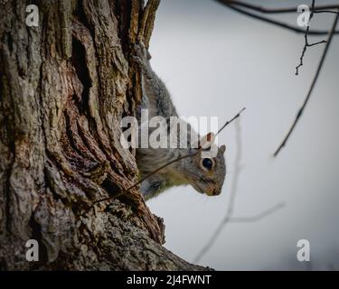 close up of Eastern Gray Squirrel (Sciurus carolinensis) sitting on the side of a tree in Central Park Manhattan. Shallow Depth of field Stock Photo