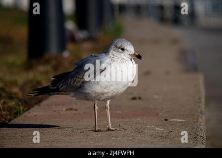 Seagull on the pier in morning sunlight Stock Photo