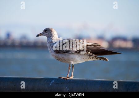 seagull on a handrail at a pier in front of a blurred harbour, Shallow Depth of field Stock Photo