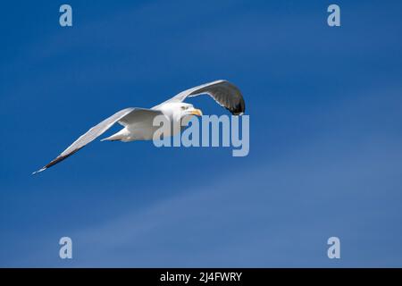 sea-gull in flight against clear blue sky Stock Photo