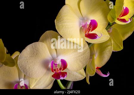 Beautiful yellow orchid flowers with purple heart, on a black background Stock Photo