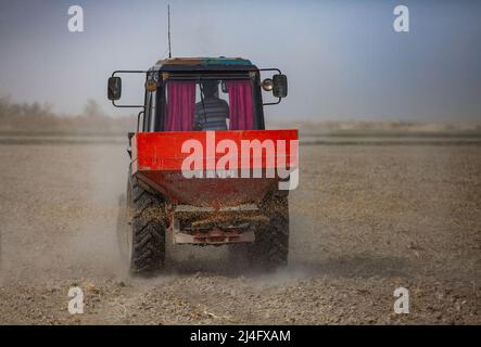 Kyzylorda Province, Kazakhstan - May 01, 2019. Small tractor seeds rice  in farmer's field. Spring sowing campaign. Stock Photo