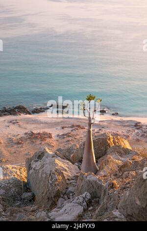 Socotra bottle tree on a mountain side during sunrise. Socotra, Yemen. Stock Photo