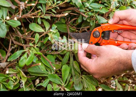 Gardener pruning bush branches in the garden. Trim the branches of hedge plant with the orange secateurs. Spring, agriculture, gardening concept. Stock Photo