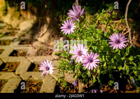 Selective focus beautiful close-up background photo of purple Osteospermum fruticosum flowers, also known as African chamomile. Stock Photo