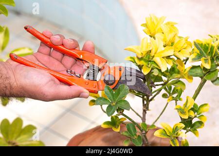 Gardener pruning flower branches in the garden. Trimming the branches of Euonymus Japonica flower with orange pruning shears. Stock Photo