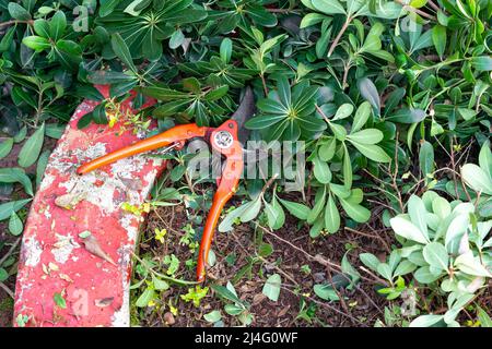 Orange colored secateurs on the ground among the pruned branches in the garden. Spring, gardening, agriculture concept. Stock Photo