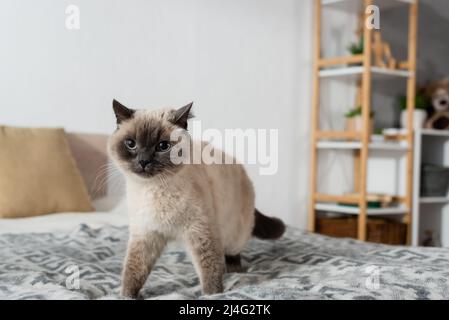 cat looking at camera while walking on bed at home Stock Photo