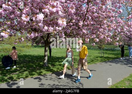 Greenwich London London, UK. 15th Apr, 2022. Visitors to Greenwich park enjoy the warm Good Friday weather amongst the Cherry Blossom that has recently gone in to full bloom. Credit: MARTIN DALTON/Alamy Live News Stock Photo